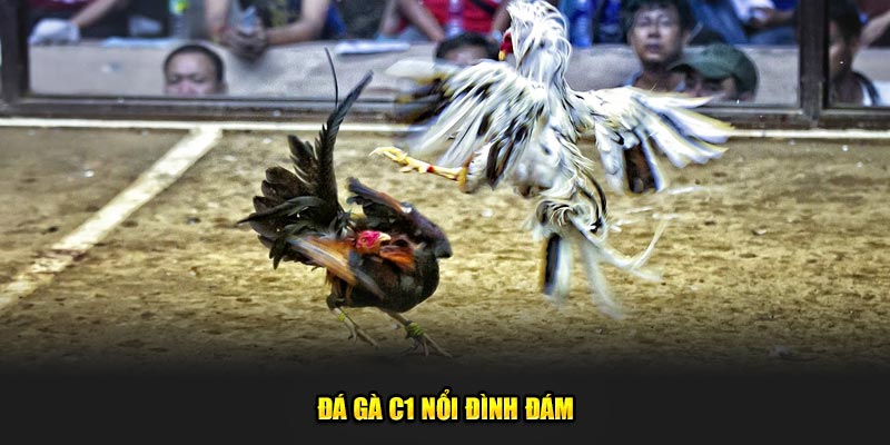 Đá gà C1 nổi đình đám