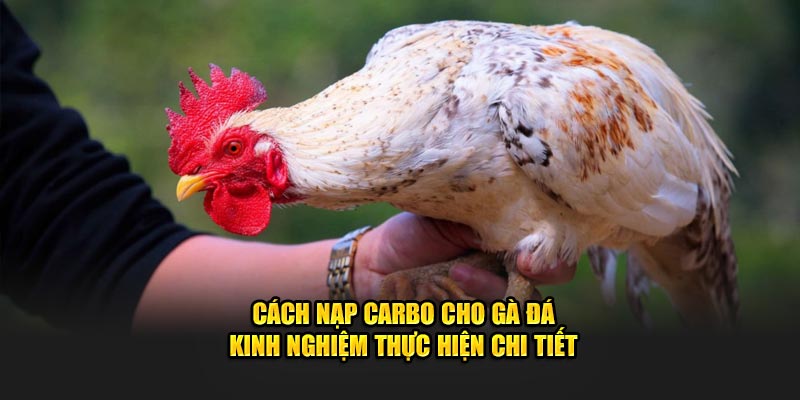 Cách Nạp Carbo Cho Gà Đá