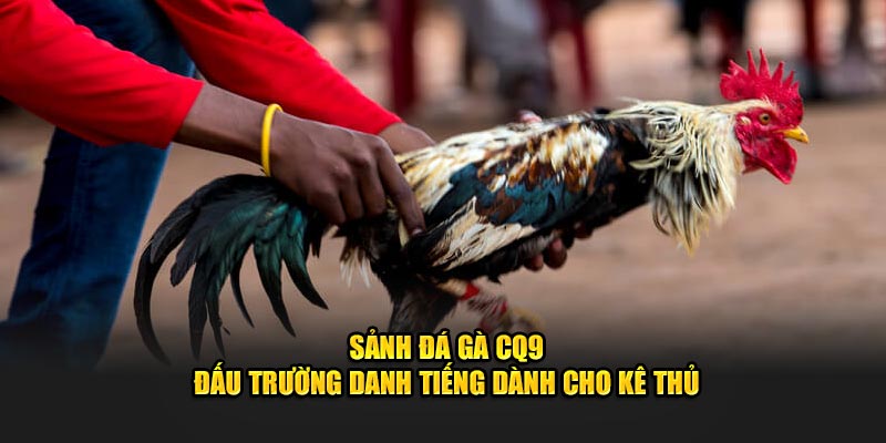 Sảnh đá gà CQ9