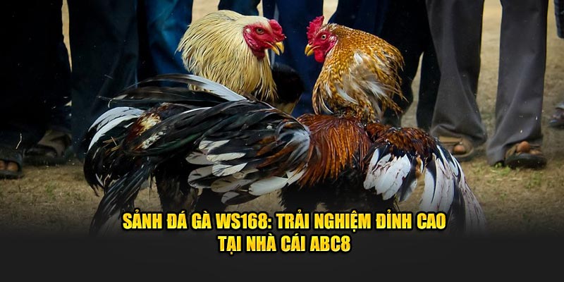 Sảnh đá gà WS168