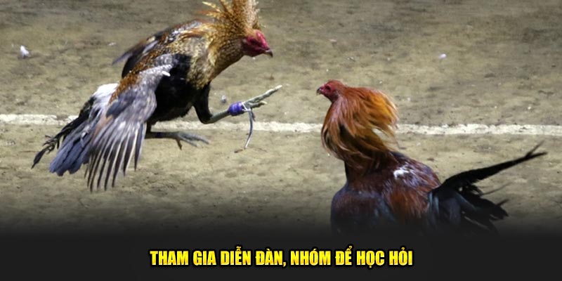 Tham gia diễn đàn, nhóm để học hỏi