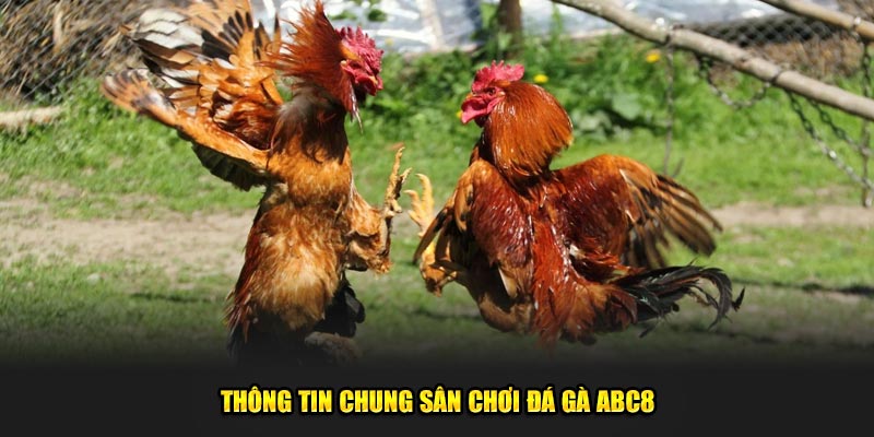 Thông tin chung sân chơi đá gà ABC8