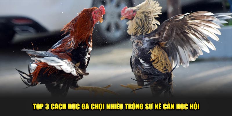 cách đúc gà chọi nhiều trống